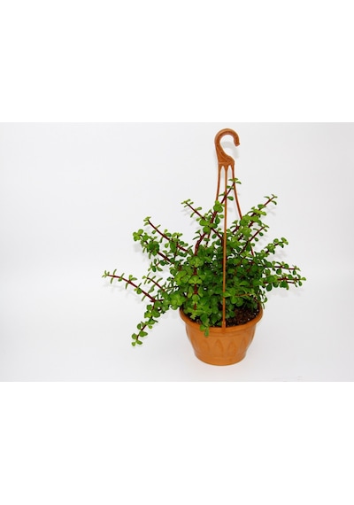 Yeşim Ağacı 2 Adet Crassula Portulacaria - Askılı Saksıda l