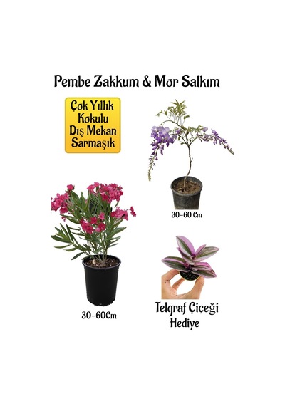 Pembe Zakkum Fidanı+mor Salkım Ağacı Fidanı Telgraf Çiçeği Hediyeli Bahçe Peyzaj Seti