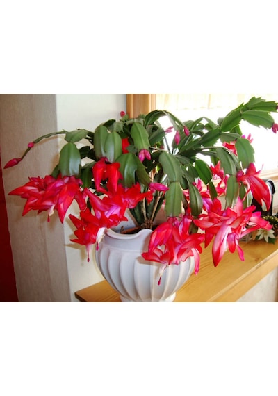 Yılbaşı Çiçeği – Schlumbergera