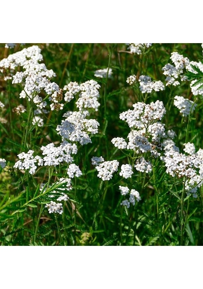 Anason Pimpinella Anisum Tohumu 100 Adet