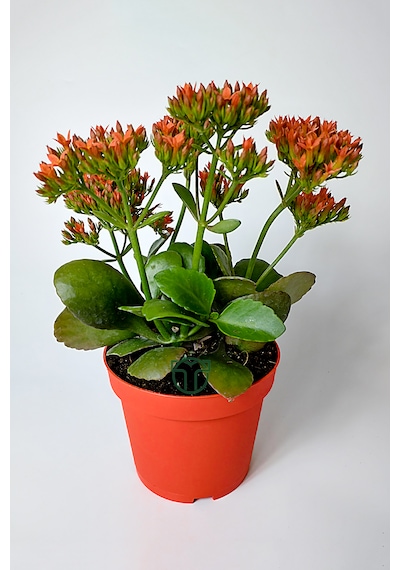 Kalanchoe Blossfeldiana Çiçek Açan Sukulent Flaming Katy 12 Cm