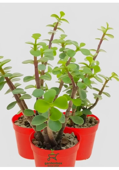 Masa Ofis Çiçeği 1 Adet Saksılı Yeşim Çiçeği 10-15cm