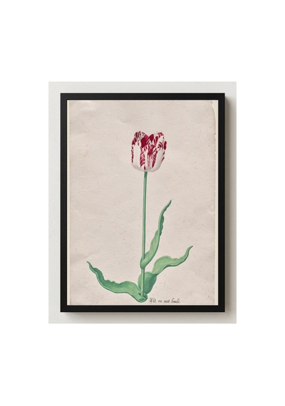 Botanik Holsteyn Lale Etüdü Iı Çerçevesiz Poster 21x30 Cm A4 Botanik Doğa Tarihi Duvar Dekoru