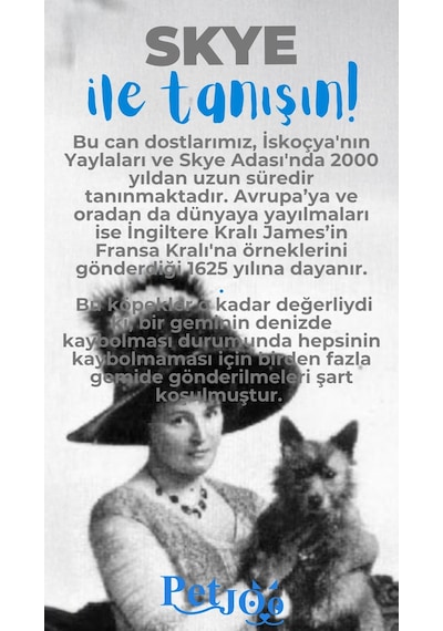 Petjoo 6.Skye Mavi-Gri Qr'lı Köpek Künyesi