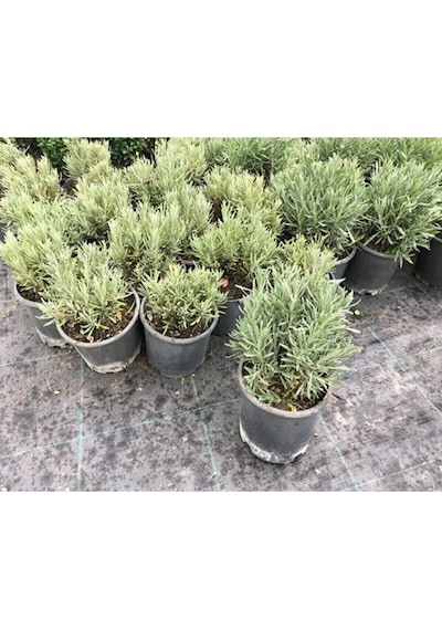 Lavanta Bitkisi , Lavanta Fidanı 20/25 Cm Lavanta