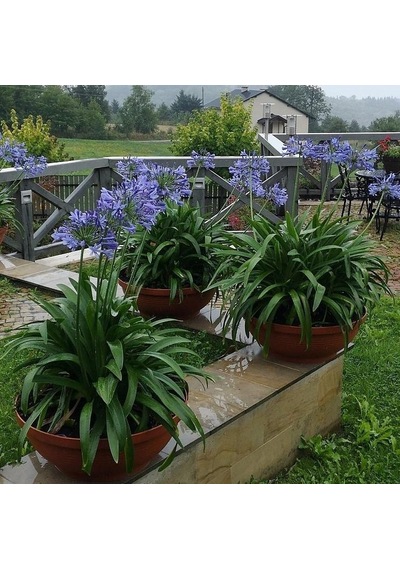 Afrika Zambağı Agapanthus
