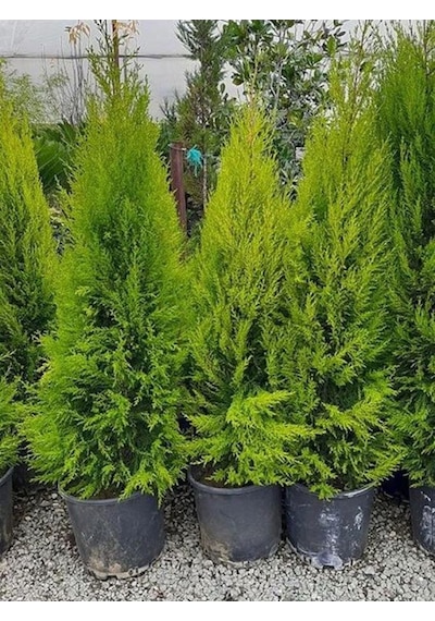 Limon Kokulu Limoni Servi Fidanı Limoni Servi Çam Ağacı 40-60 Cm