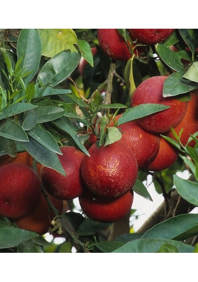 Portakal Kırmızı Fukumoto Kan Portakal 150-200 Cm Tüplü