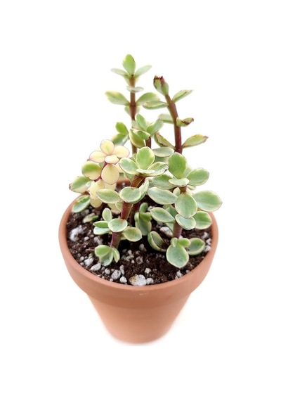 Yeşim Ağacı Çiçeği - Portulacaria Afra Variegata 10 Adet