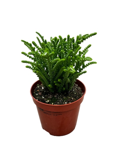 Crassula Lycopodioides (Sukulent) Ø8,5 CM Y10-15 CM