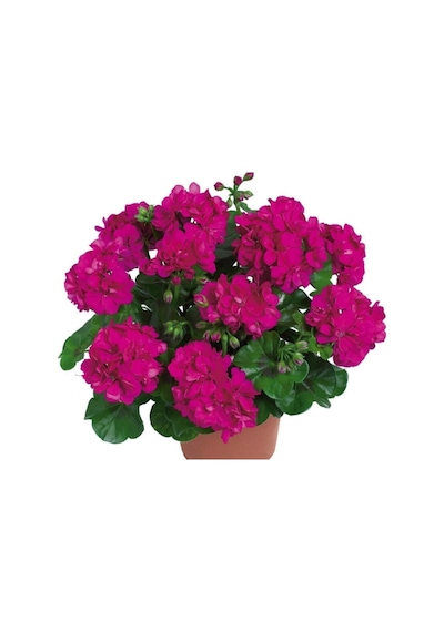 Videolu 3 Adet Karışık Renk Sakız Sardunya Çiçeği Saksılı Çiçekli Bodur Bitkiler Geranium