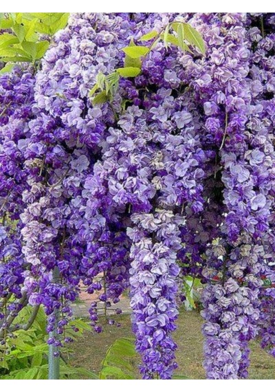 Mor Salkım 45-60 Saksılı/tüplü Dış Mekan Sarmaşık Bitkileri Wisteria