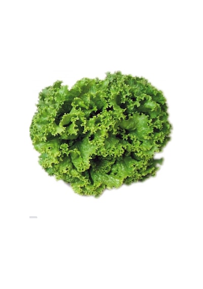Arzuman Arapsaçı Kıvırcık Marul Tohumu 10 G