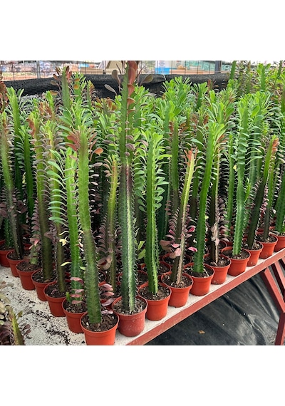 10.5lik Saksıda, 50 Cm Ve Üzeri Boyda Sınırlı Sayıda Euphorbia Trigona Red - Afrika Süt Ağacı Kaktüsü