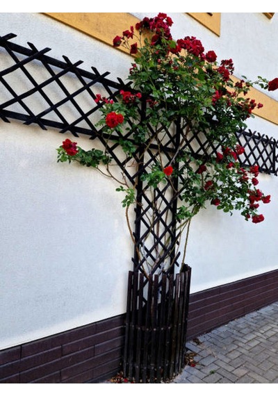 Videolu Sarmaşık Gül Kırmızı Renkli 30 60 Cm 3 Adet Tüplü Aşılı Gül Red Rose