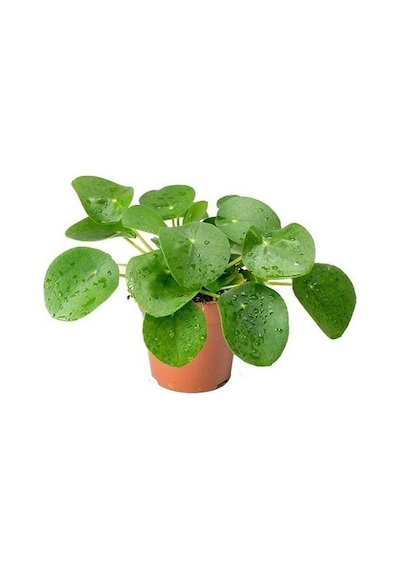 Çin Para Çiçeği Ağacı 10-20 Cm Pilea Peperomioides