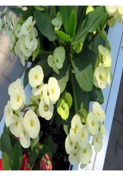 Videolu 2 Adet Dikenler Tacı Çiçeği Sarı/kırmızı 10-25 Cm Tüplü Çiçekli Bodur Bitki Euphorbia Milii