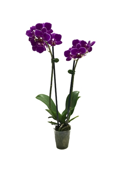 Phalaenopsis Paars (Mor Orkide) 5.5 CM 20-25 CM