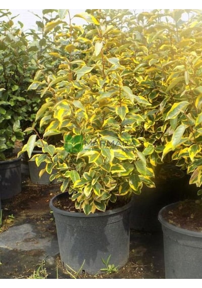 Videolu Süs Iğdesi Fidanı 1 Adet 60-80cm Saksılı Silverberry