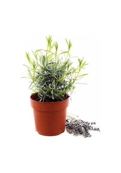 Tr Zevli Canlı Aromatik Mutfak Bitkileri Lavanta Fidesi