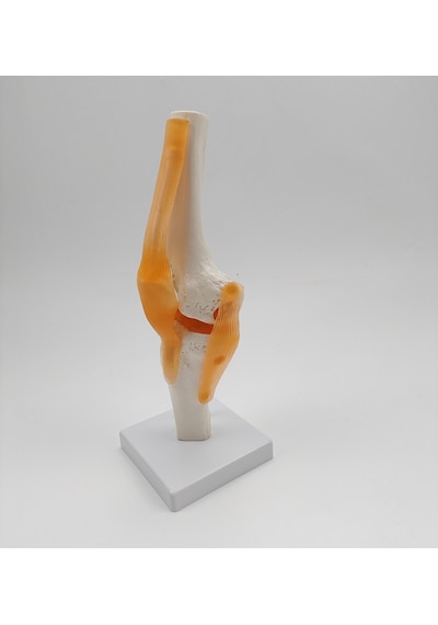 Diz Eklemi Modeli Ligamentli Gerçek Boyut