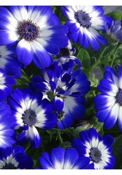 4 Renk 4 Adet Sineralya Çiçeği 25-30cm Saksılı Cineralia Flower