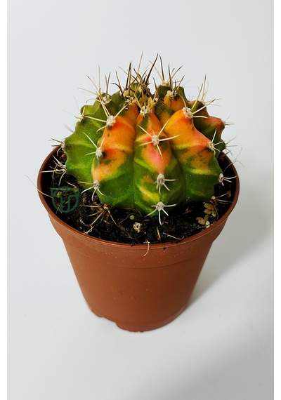 Gymnocalycium Mihanovichii Variegata Köklü Çok Renkli Küçük Boy K