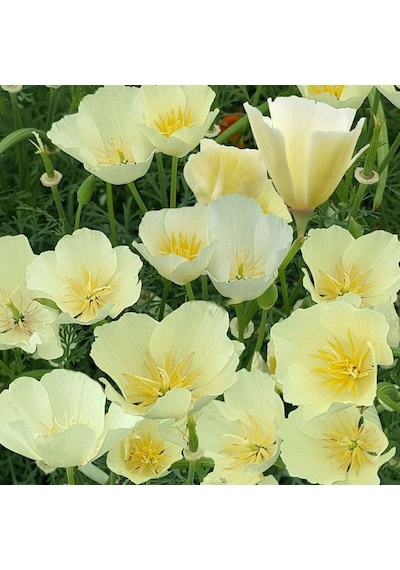 Beyaz Kaliforniya Gelincik Papaver Çiçeği Tohumu 100 Tohum 1 Set