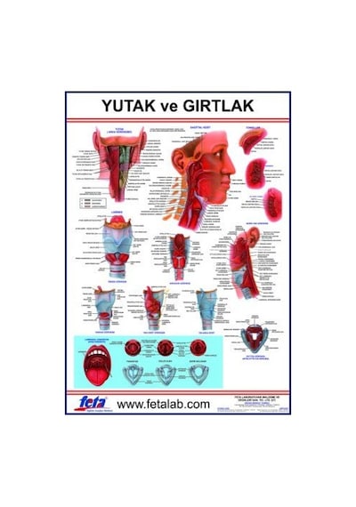 Yutak ve Gırtlak Eğitim Plakası