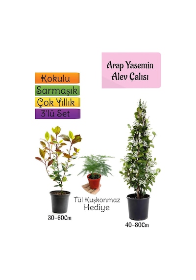 Mis Kokulu Arap Yasemini+alev Çalısı Fidanı+tül Kuşkonmaz 3'lü Set
