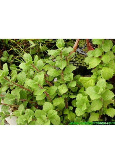 .hygrophila Difformis Çınar 10 Kök