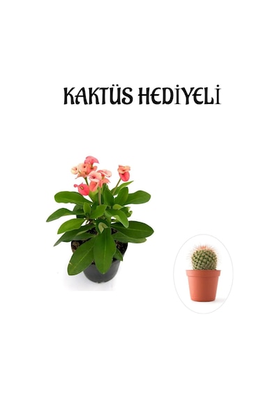 Pembe Çiçekli Milli Dikenler Tacı Kaktüs Sevgililer Gününe Özel Kaktüs Hediyeli