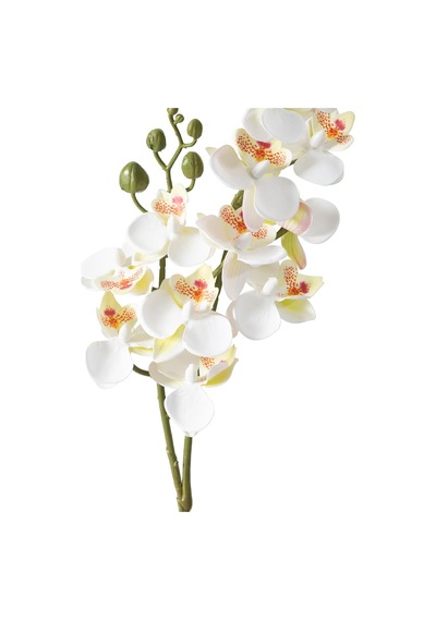 Delphıra Dal Çiçek Beyaz 62 Cm Diğer