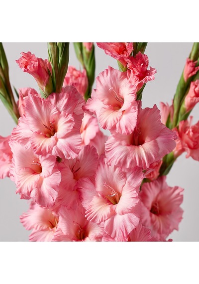 3 Adet Pembe Glayöl Swan Gladiolus Çiçeği Soğanı