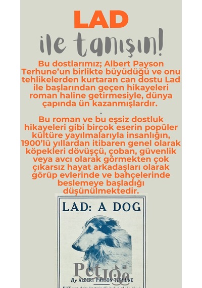 Petjoo 23.Lad Gri-Turuncu Qr'lı Köpek Künyesi