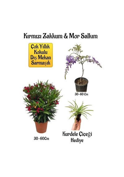 Kırmızı Zakkum Fidanı+mor Salkım Ağacı Fidanı Kurdele Çiçeği Bahçe Peyzaj Seti