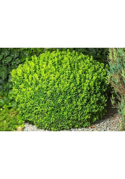 Şimşir Fidanı Buxus Sempervirens Rotundifolia 5 Adet