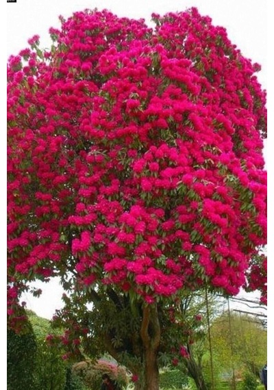 Kırmızı Oya Ağacı Fidanı 1. Kalite 70 Cm - 1 Metre Diğer