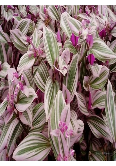 1 Adet Pembe Telgraf Çiçeği 10-15 Cm Saksılı Çiçekli Bodur Bitkiler Tradescantia Nanouk