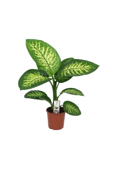 Serada Decor Plant Difenbahya Bitkisi - Dieffenbachia Tropical Snow 30 - 50 Cm