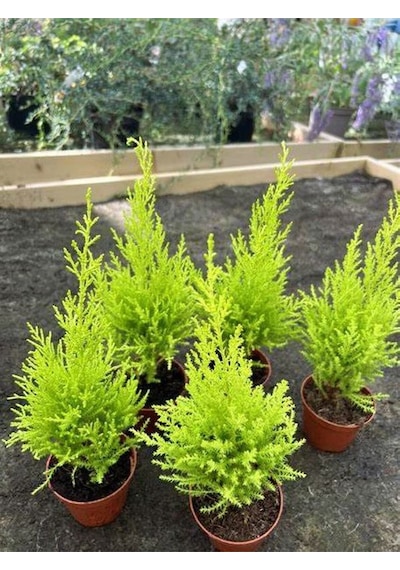 Bahçelerin Vazgeçilmezi Limon Çamı Fidanı 20 Adet Tüplü 15-25cm Bahçe Bitkisi