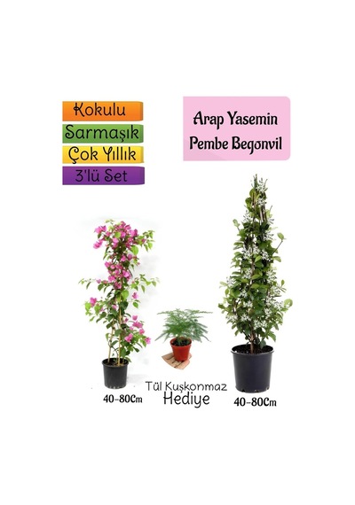 Kokulu Arap Yasemini+pembe Begonvil+tül Kuşkonmaz 3'lü Bahçe Seti