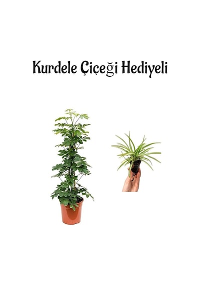 Parlak Yapraklı Yeşil Şeflera Bitkisi Sevgililer Gününe Özel Kurdele Çiçeği Hediyeli