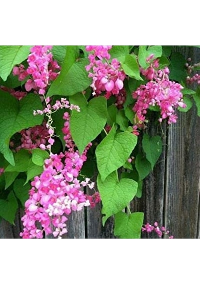 10 Adet Pink Coral Vine Tohumu