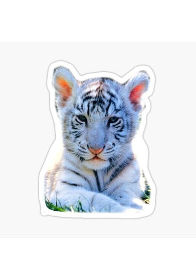 Oto Ufak Bebek Kaplan Araba Sticker Etiket Renkli V1