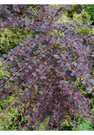 Roket Berberis Fidanı 1 Adet Saksılı 40- 60 Cm Bahçe Çit Bitkisi Vendita Pianta