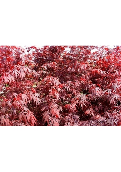 Kırmızı Yapraklı Japon Akçaağaç Acer Palmatum Atropurpureum