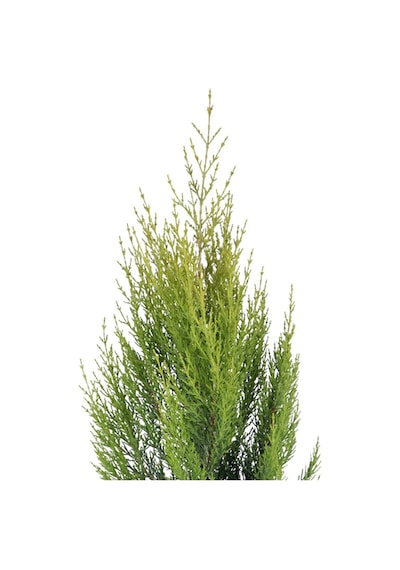 Serada Decor Plant Limon Çamı Limoni Servi 50 60 Cm Çit Ve Duvar Yapımına Uygun