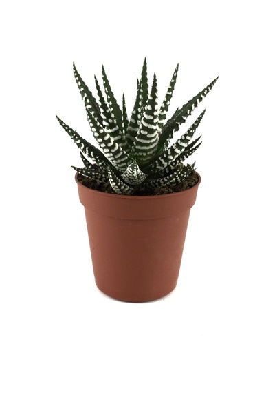 Haworthia Fasciata (Sukulent) Ø5,5 CM Y0-10 CM
