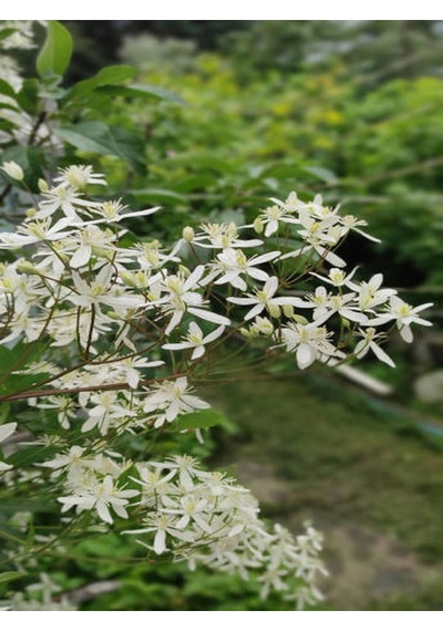 Videolu Arap Yasemin 80-100 Cm Saksılı/tüplü Dış Mekan Sarmaşık Bitkileri Arabian Jasmine